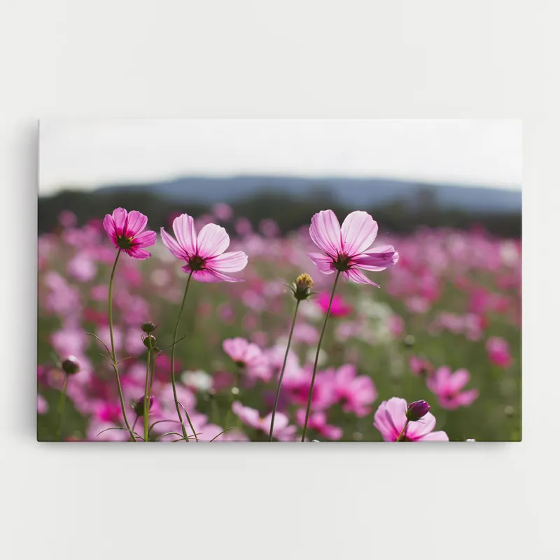 Zertifiziert Leinwandbild Cosmos Flower
