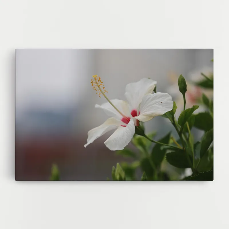 Expressversand Leinwandbild Exotic White Flower