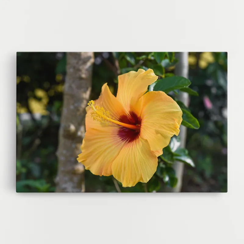 Mega-Angebot Leinwandbild Yellow Hibiscus