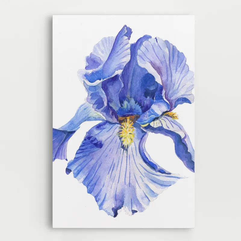 Wochenendangebot Leinwandbild Purple Iris On White