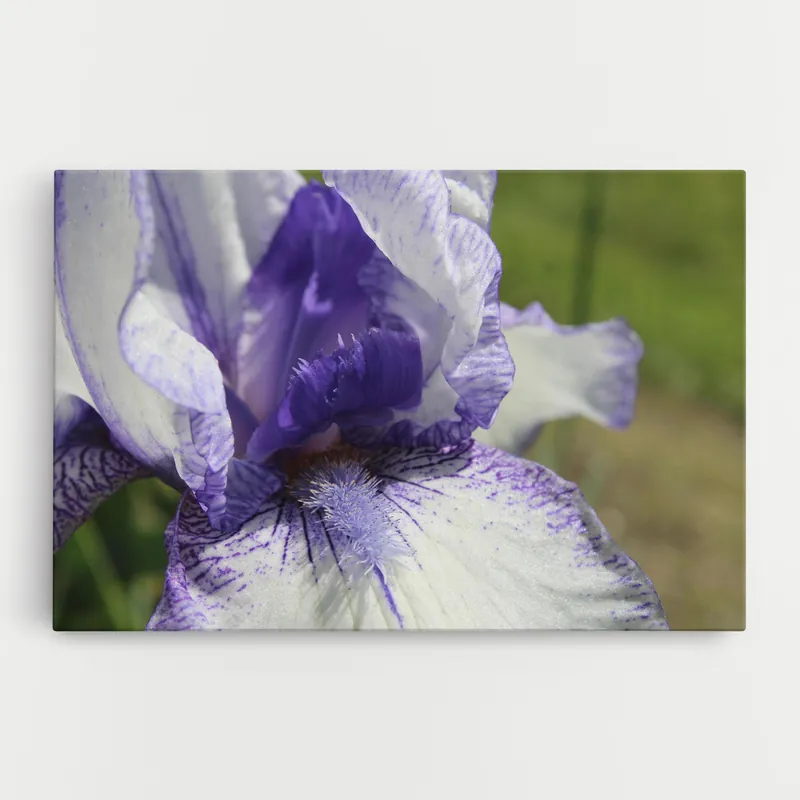 Wochenendangebot Leinwandbild White Purple Iris