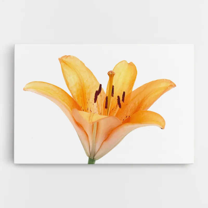 Abverkauf Leinwandbild Yellow With Orange Lily