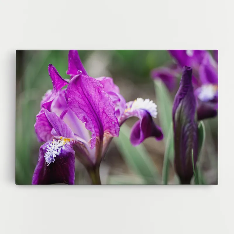 Abverkauf Leinwandbild Dark Pink Iris