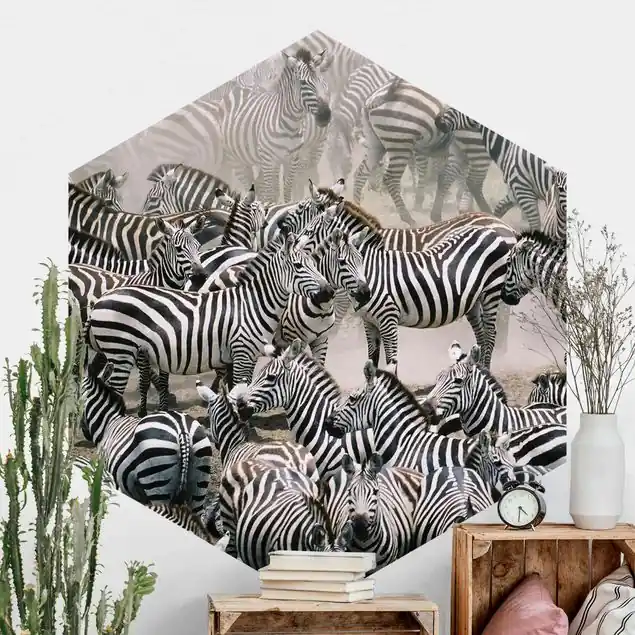 Zebraherde Hexagon Fototapete Sofort Bestellen