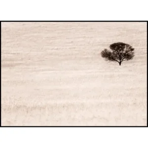 Wochenendangebot Lonley Tree On Field Poster