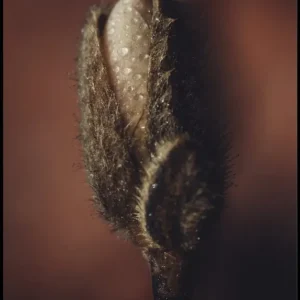 Magnolia Bud Poster Finale Aktion