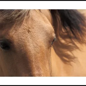 Beautiful Brown Horse Poster Neu Im Sortiment