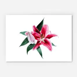 Zertifiziert Leinwandbild Tropical Lily