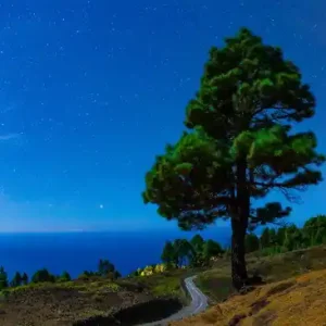 Moonlight Peace Markenware