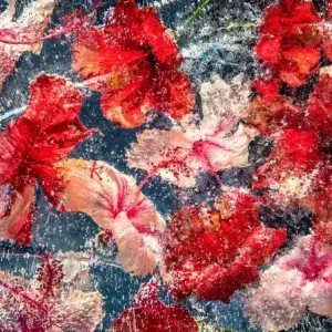 Hibiscus Jelly Garantierte Lieferung