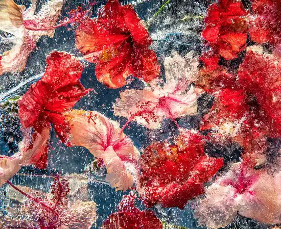 Hibiscus Jelly Garantierte Lieferung