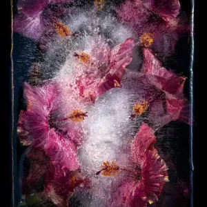 Sale Pink Hibiscus
