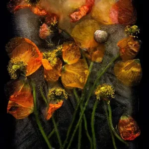 Poppies Billig