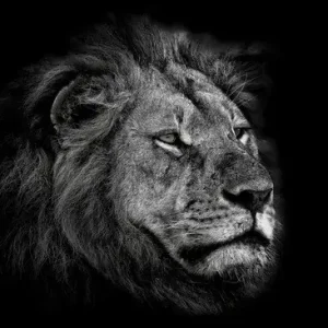 Sale Leo