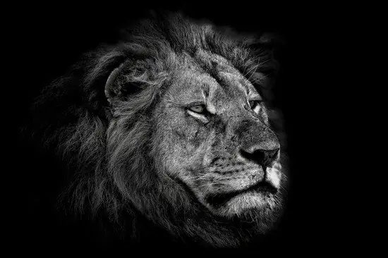 Sale Leo