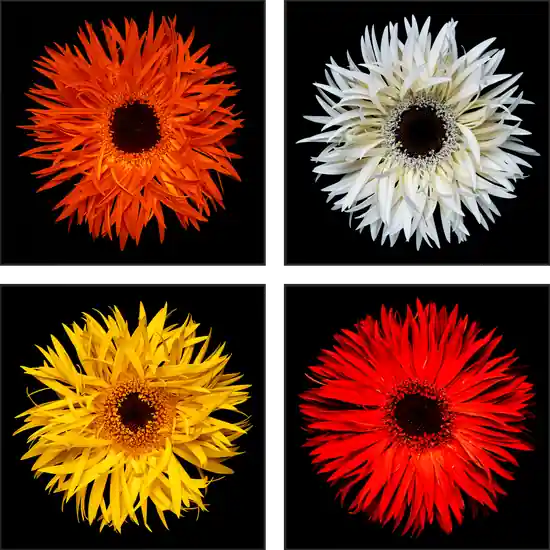 Gratis Versand Blossom grid