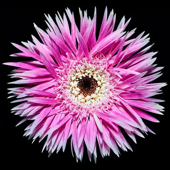 Wochenendangebot Blossom II