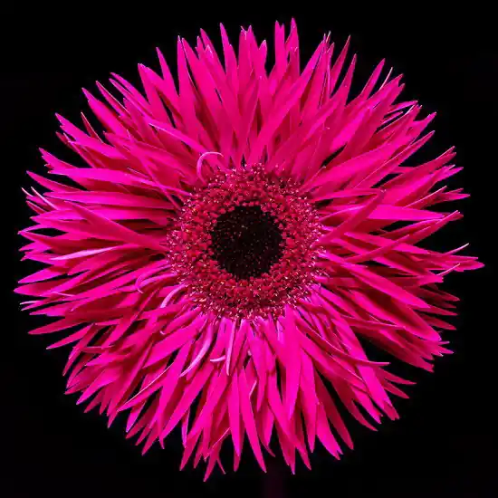 Kostenloser Rückversand Blossom III