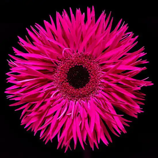 Markenprodukt Blossom III