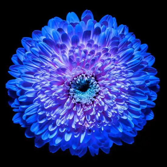Billig Blossom IV