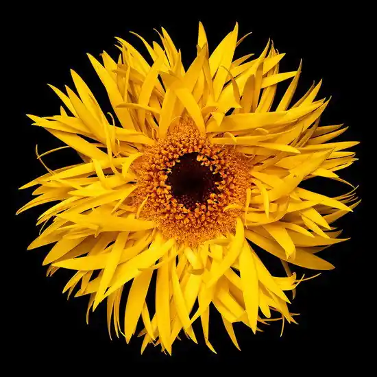 Blossom V Saisonangebot