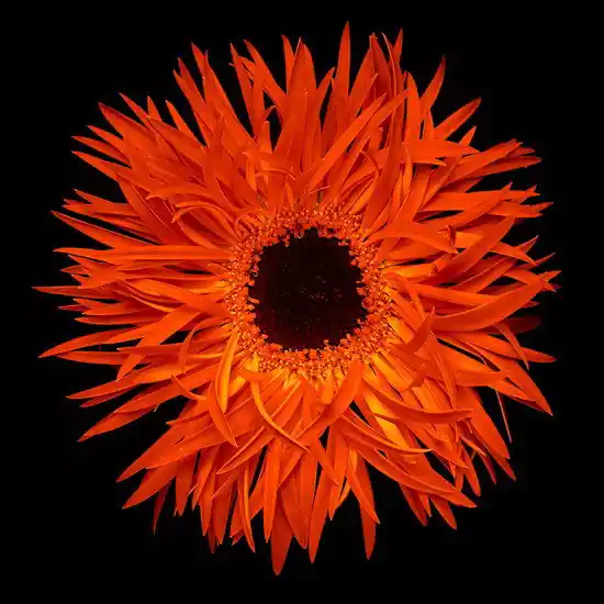 Blossom VI Top-Angebot