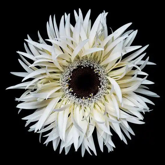 Blossom VII Knallerangebot