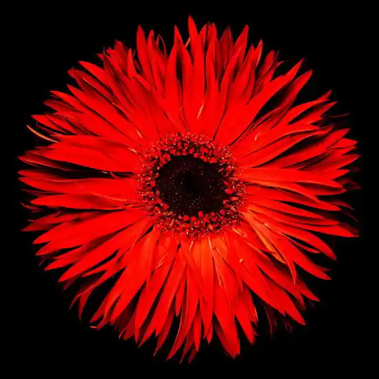 Blossom VIII Schneller Versand