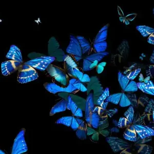 Schnäppchen Blue Fellowship