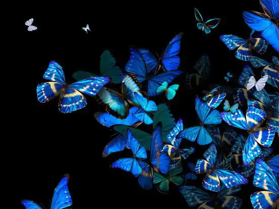 Schnäppchen Blue Fellowship