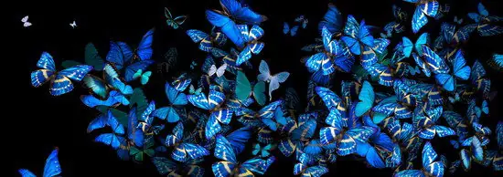 Blue Fellowship Aktuell
