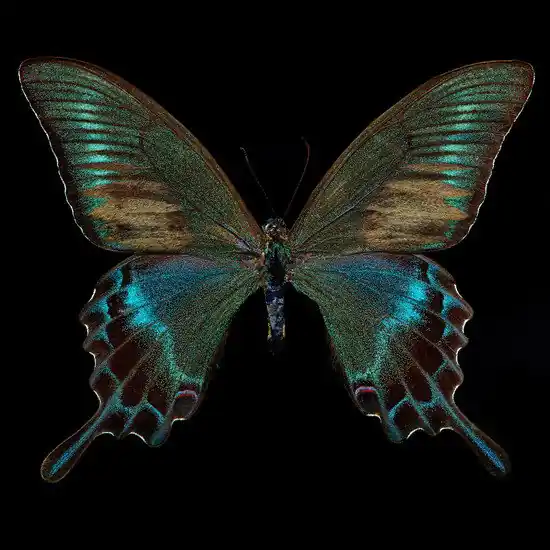 Highlight Butterfly