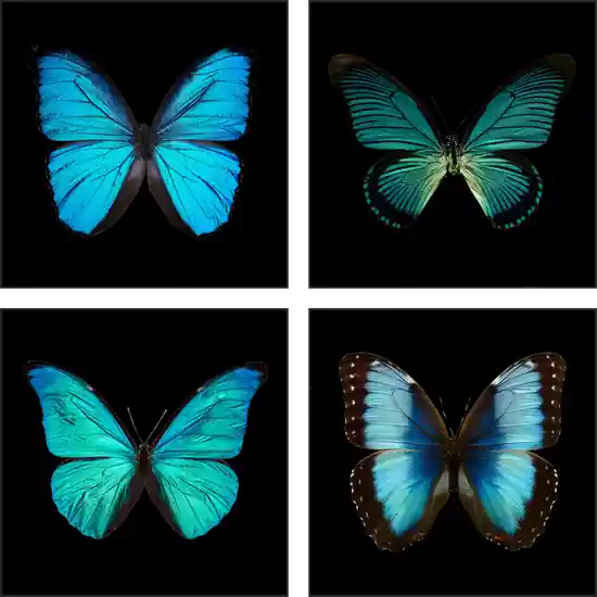 Butterfly Grid blue Finale Aktion