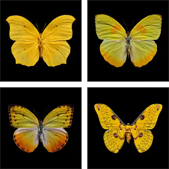 Finale Aktion Butterfly Grid yellow