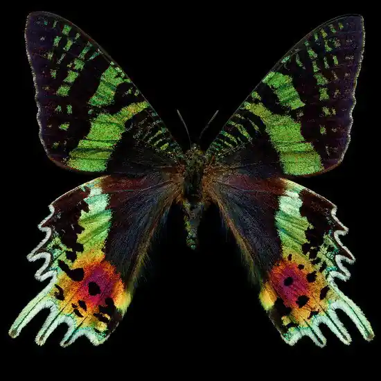 Butterfly II Super-Preis