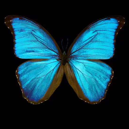 Direkt Vom Hersteller Butterfly III