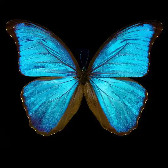 Sonderaktion Butterfly III