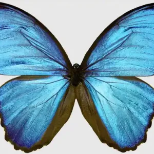 Markenprodukt Butterfly III