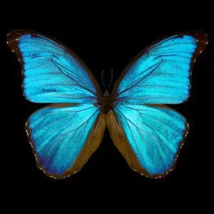 Billig Butterfly III