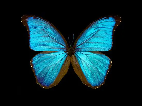Billig Butterfly III
