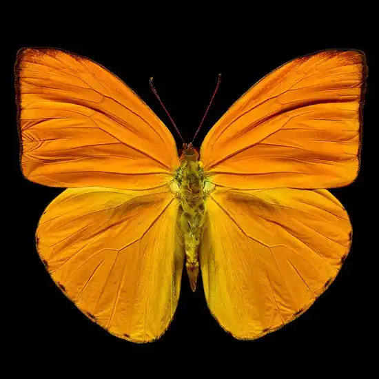 Butterfly IV Schneller Versand
