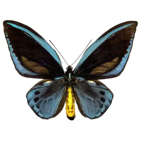 Butterfly IX Schnäppchen