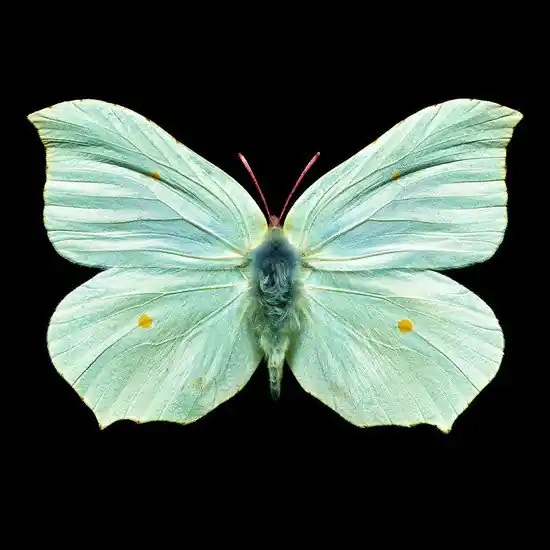 Butterfly V Schneller Versand