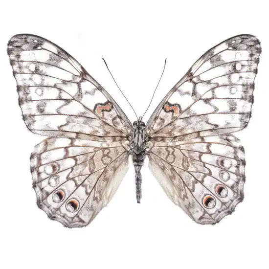 Butterfly VI Kracherpreis