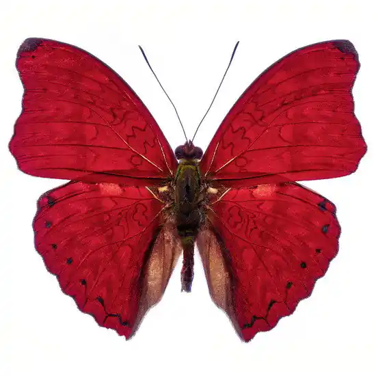 Preis Gesenkt Butterfly VII