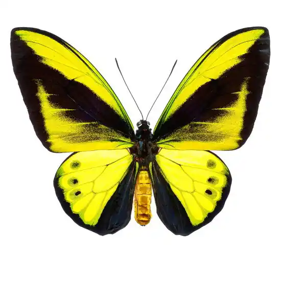 Butterfly VIII Nur Für Kurze Zeit
