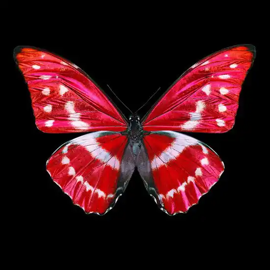Versand Am Gleichen Tag Butterfly X