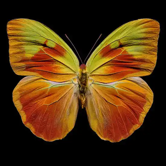 Letzte Chance Butterfly XI