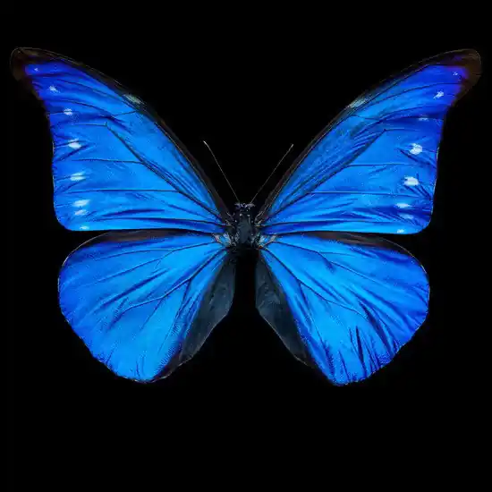 Butterfly XII Kostenloser Versand