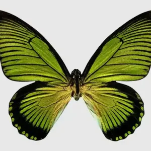 Super-Preis Butterfly XIII